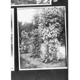 Botanical Gardens - shrubs in flower