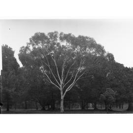 Pinus Canarignsis,  Botanic Gardens