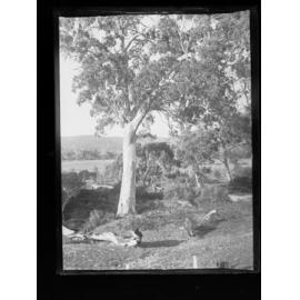 View of gum trees, area unknown 