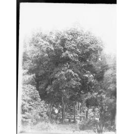 Tropical Trees