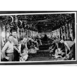 Shearers Shearing in Shed