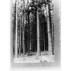 Pine Forest