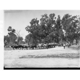 Bullock Teams