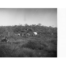 Explorers Camp Elder Expedition Showing Camels