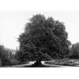 Tilia Europea, Botanic Gardens