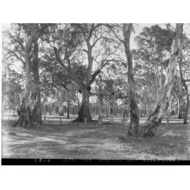 Gum trees