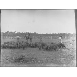 Northern Territory Pig Farm
