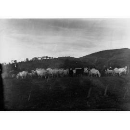 Angora Goats at Mount Searle