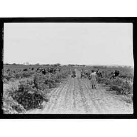 Barossa Vintage Festival at Nuriootpa, 23rd April 1949