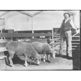 Two pet lambs and stockman