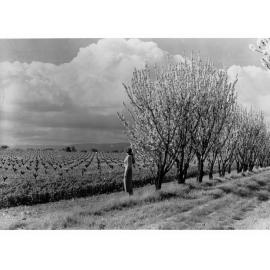 Orchard Trees 