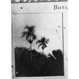 Betel Nut Palms,  Botanic Park, Darwin, Northern Territory