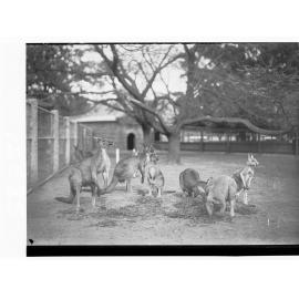 Red kangaroos at Adelaide Zoo 