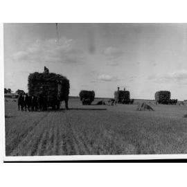 Horse Drawn Waggons Loaded With Lucerne in a Paddock