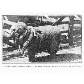 Picture of one sheep from Argentina