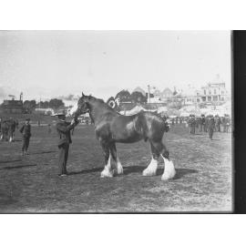 Draught Horse on Show