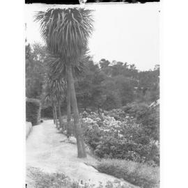 Rhododendrons, Mount Lofty