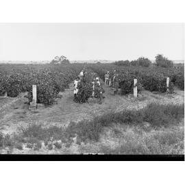 Grape Picking at Renmark
