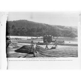 Drying coffee on a plantation in El Salvador