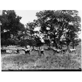 Dairy Cows at Fulham