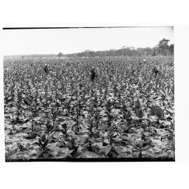 Tobacco plantation showing men picking tobacco