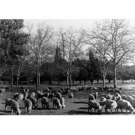 Sheep Grazing in Creswell Garden