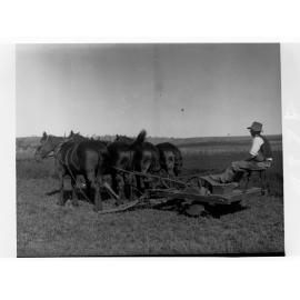 Turretfield, Government Stud Farm - Rolling Lucerne