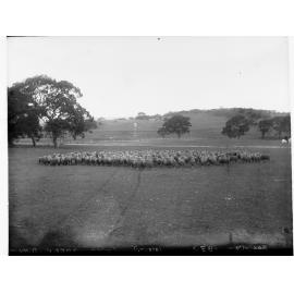 Flock of Sheep Grazing in a Paddock