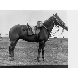 View of a Horse