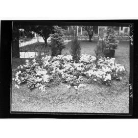 National Flower Day Festival held in Adelaide on the 21st September 1949