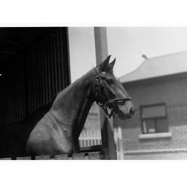 Horse in stable