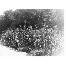 Farmer Standing by his Crops of Corn