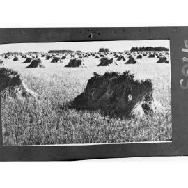 Hay Stacks in a Field