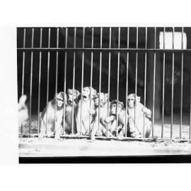 Monkeys in a Cage