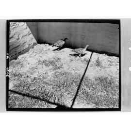 Pair of mallee fowl at Adelaide Zoo