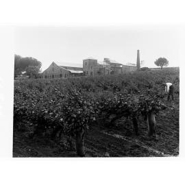 Springvale vineyards showing winery