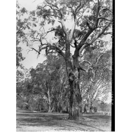 Sandy Creek and Lyndoch