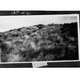 Tussocky Grasses Covering Desert Hills
