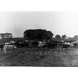 A Herd of Cattle