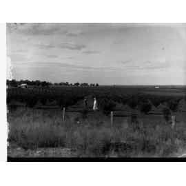 Grange Orchards at Berri