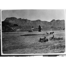 Wheat Crop Showing Grass Being Cut by Horse-Drawn Machine
