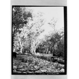 Mambray Creek