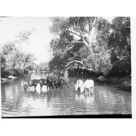 Allandale Near Oodnadatta