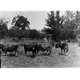 Bulls grazing in a paddock (Mr Cowan's Jersey herd, Dalebank, Blakiston)