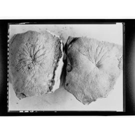 Fossils from Ediacara