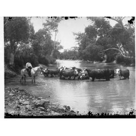 Cattle at Allendale Station Oodnadatta