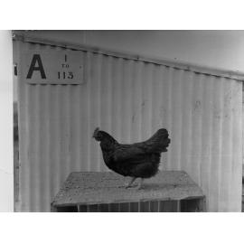 Hen at Parafield Poultry Farm