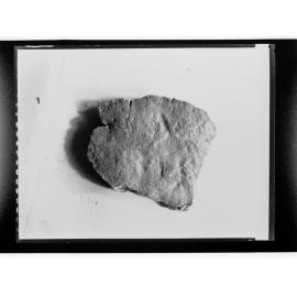 Fossil from Ediacara