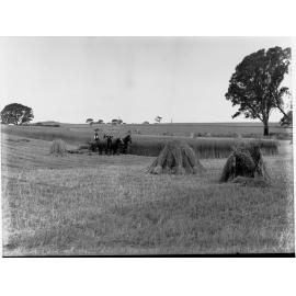 Harvesting Wheat Near Mount Barker Springs