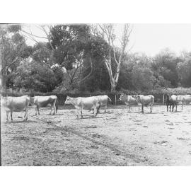 Dairy cows at Morphettville 